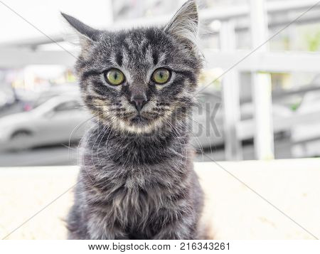 Street cats are very affectionate and are not afraid of people. Hungry homeless but always neat look.
