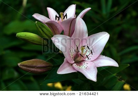 Bellissimi fiori