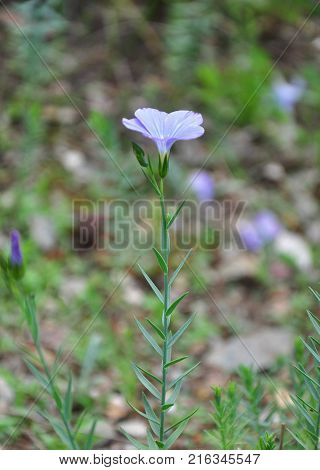 Colorful and crisp image of blue flax (Linum narbonense)
