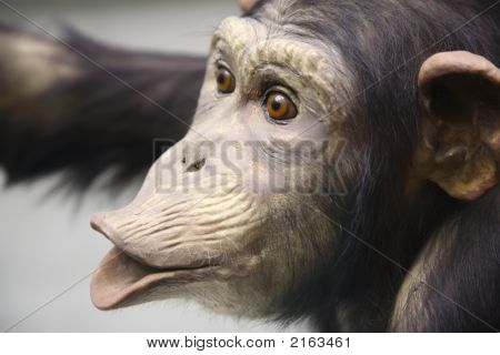 Chimpanse