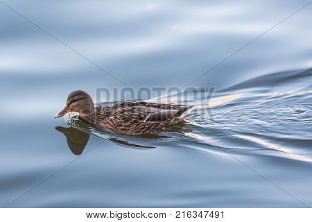 Portrait of mallard duck on the lake