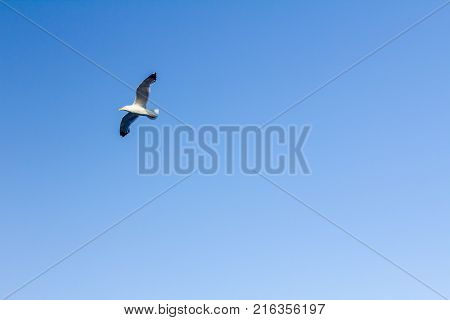 Beautiful seagull is soaring against the sunny blue sky.