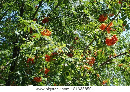 Leafage and fruits of Sorbus aucuparia tree