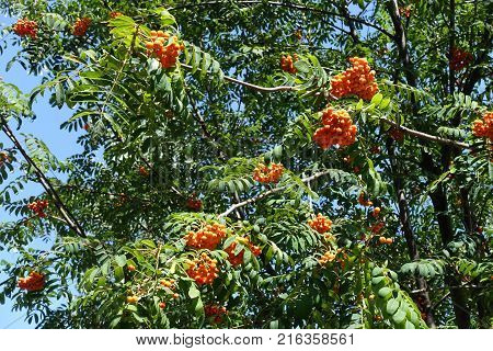 Mountain ash branches with bright orange berries