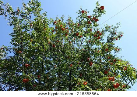 Branches of rowan with fruits against the sky