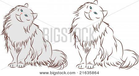 Kedi