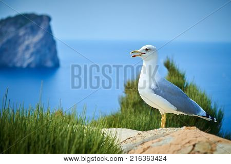 Speaking gull sits on a rock near the sea