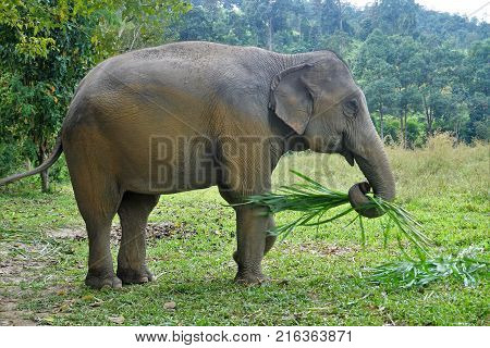 Elephant Looking Into The Camera In Thailand