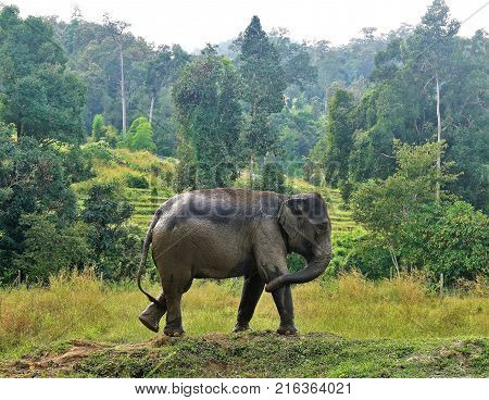 Elephant In Thailand Looking Into Camera Posing