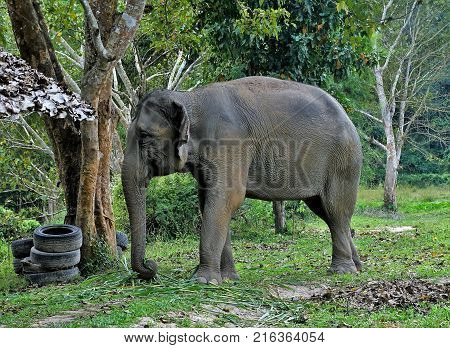 Elephant In Thailand Looking Into Camera Posing
