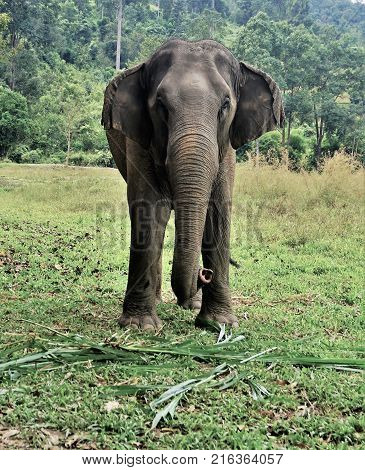 Elephant In Thailand Looking Into Camera Posing