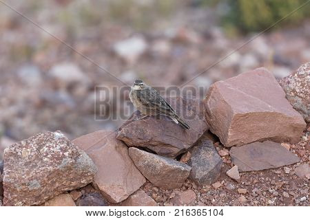 Ortolan Bunting (emberiza Hortulana)