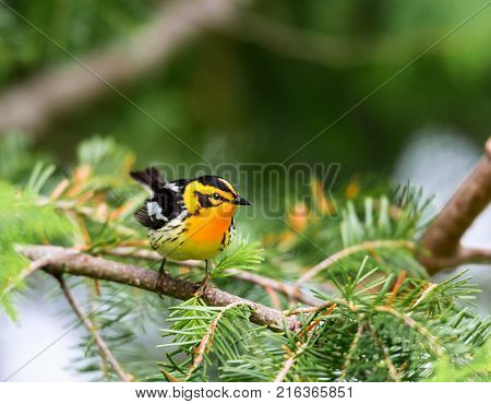 Blackburnian warbler in the coniferous forests of northern Quebec Canada in early spring. The yolk yellow throat stands out from the green surroundings.