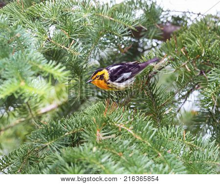 Blackburnian warbler in the coniferous forests of northern Quebec Canada in early spring. The yolk yellow throat stands out from the green surroundings.