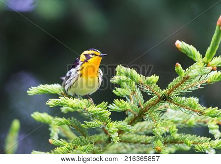 Blackburnian warbler in the coniferous forests of northern Quebec Canada in early spring. The yolk yellow throat stands out from the green surroundings.
