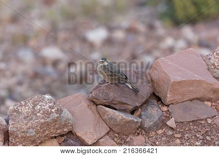 Ortolan Bunting (emberiza Hortulana)