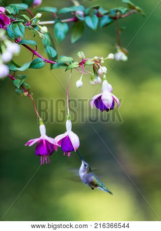 Female Ruby Throated Hummingbird feeding from a hybridized fuchsia in a boreal forest in north Quebec Canada.