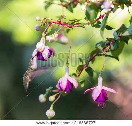 Female Ruby Throated Hummingbird feeding from a hybridized fuchsia in a boreal forest in north Quebec Canada.
