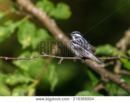 Black and white Warbler perched in the upper canopy of a boreal forest in Quebec, Canada.