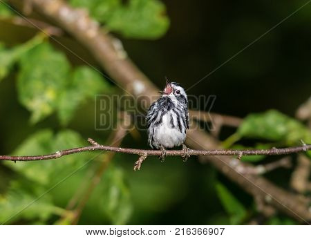 Black and white Warbler perched in the upper canopy of a boreal forest in Quebec, Canada.