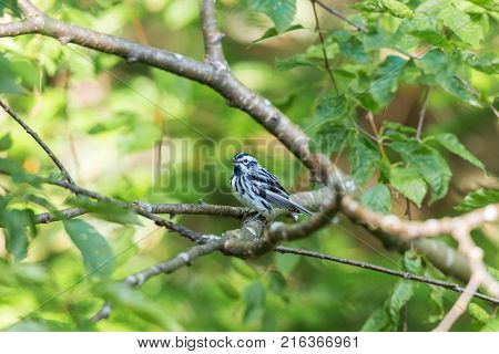 Black and white Warbler perched in the upper canopy of a boreal forest in Quebec, Canada.
