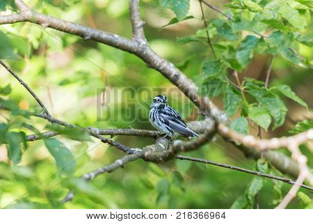 Black and white Warbler perched in the upper canopy of a boreal forest in Quebec, Canada.