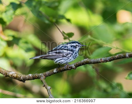 Black and white Warbler perched in the upper canopy of a boreal forest in Quebec, Canada.