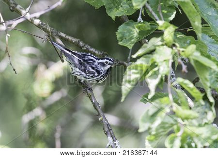 Black and white Warbler perched in the upper canopy of a boreal forest in Quebec, Canada.