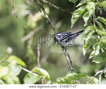 Black and white Warbler perched in the upper canopy of a boreal forest in Quebec, Canada.