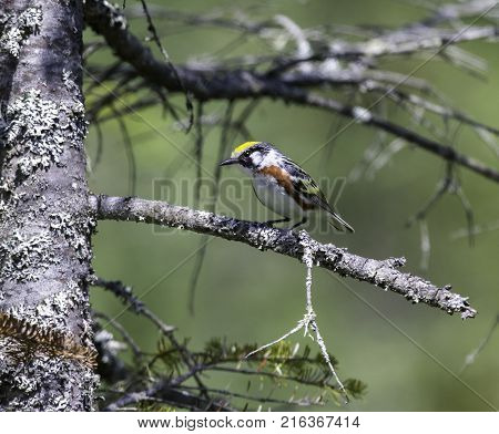 Chestnut Sided Warbler in northern Quebec, perched in its natural habitat, feasting on black flies in early spring.