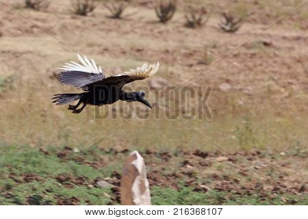 Northern Ground Hornbill (bucorvus Abyssinicus)