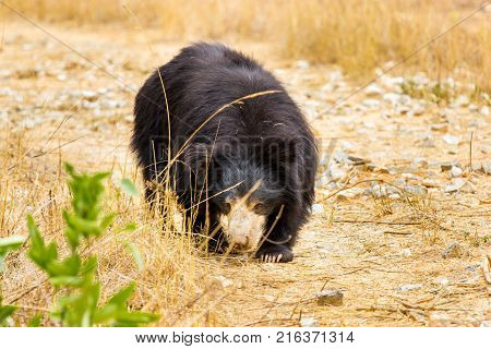 The sloth bear, also known as the labiated bear, is a nocturnal insectivorous species native to the Indian subcontinent.