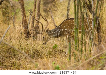 The sambar is a large deer native to the Indian subcontinent, southern China and Southeast Asia. Also know as a spotted deer.