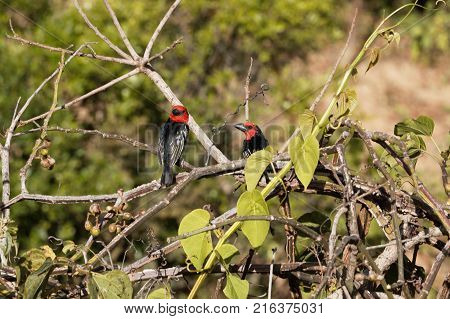 Black-billed Barbet (lybius Guifsobalito)