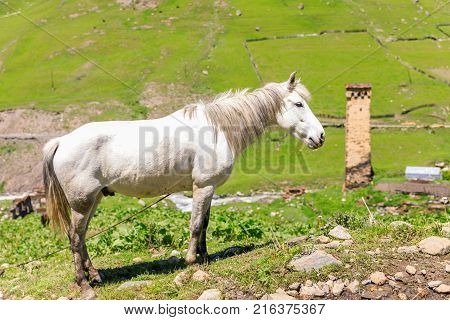 White horse and the Ushguli village at the foot of Mt. Shkhara. Picturesque and gorgeous scene. Rock tower in Ushguli - the highest inhabited village in Europe
