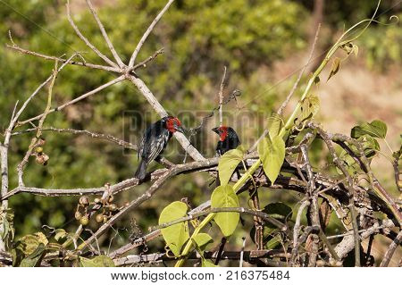 Black-billed Barbet (lybius Guifsobalito)