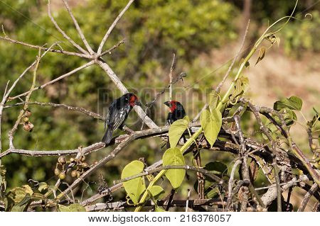 Black-billed Barbet (lybius Guifsobalito)