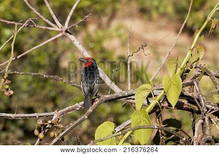 Black-billed Barbet (lybius Guifsobalito)