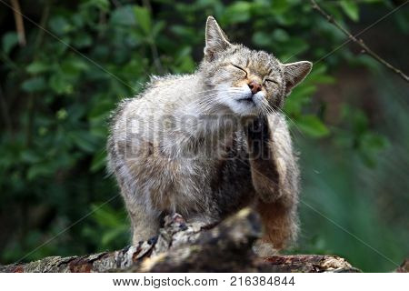 A Wild cat wit a green background