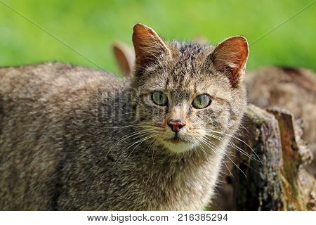 A Wild cat with a green background