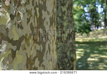 Two Trees In Park