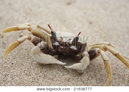 Bílý písek krab
