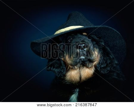 Tibetan Mastiff in gentlemen's hat studio quality
