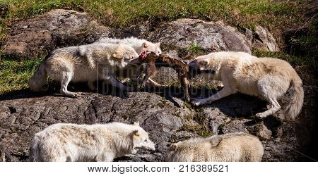 Arctic wolf fighting over freshly killed prey in north Quebec Canada.