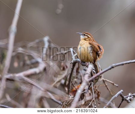 Carolina Wren perched in a boreal forest Quebec Canada on a freezing cold day in late autumn.