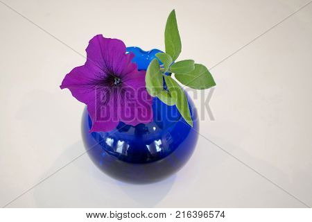 Bright blue glass vase with petunia and sage on a white backgroud.