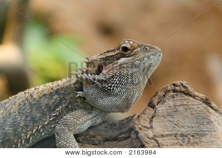 Lagarto