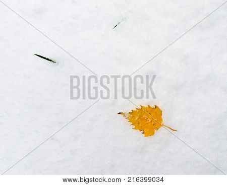 A small yellow leaf alone on snow at beginning of winter