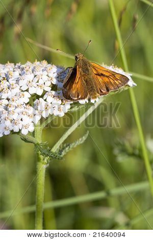 Kapitan duży motyl