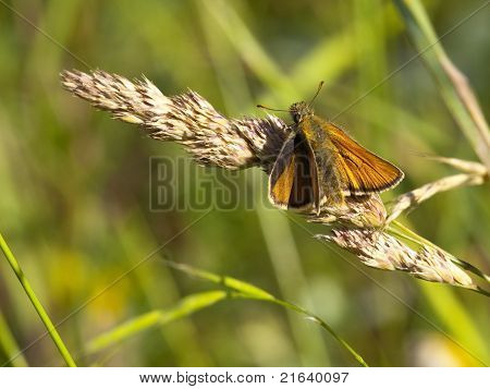Kapitan duży motyl